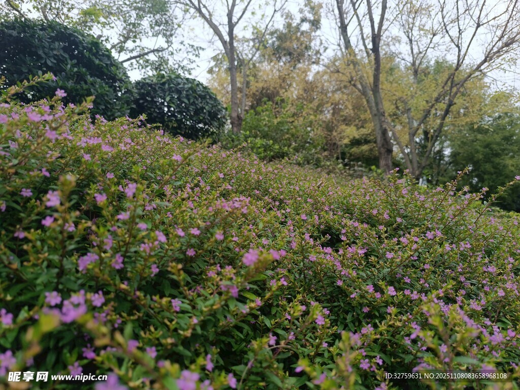 繁花似錦的戶外自然景觀