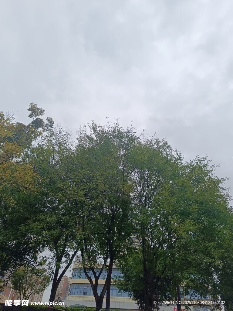 戶(hù)外綠樹(shù)與陰沉天空景象