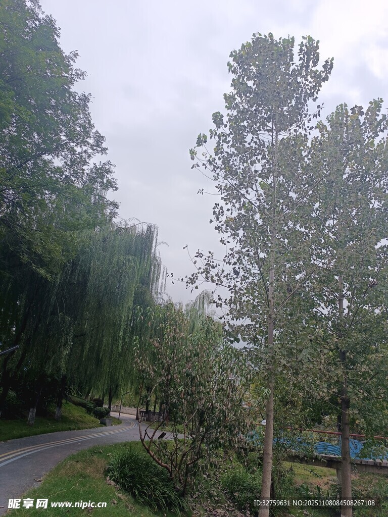 林間蜿蜒小路的自然景致