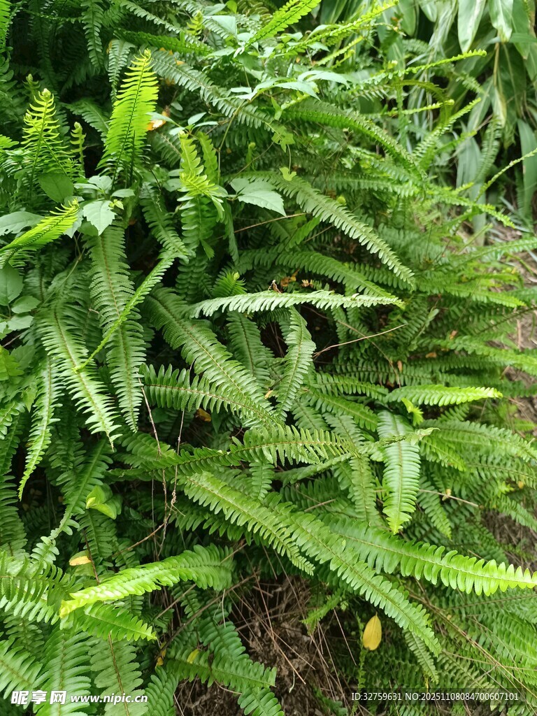 翠綠蕨類(lèi)植物生機(jī)盎然