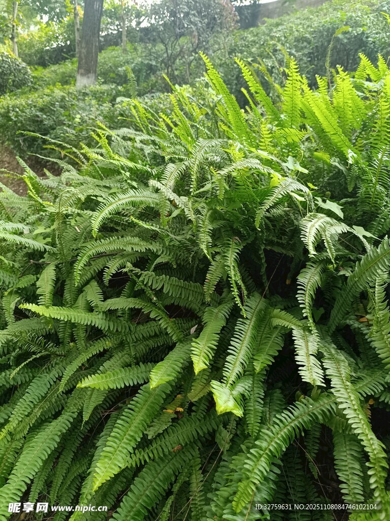 翠綠蕨類植物生機(jī)勃勃