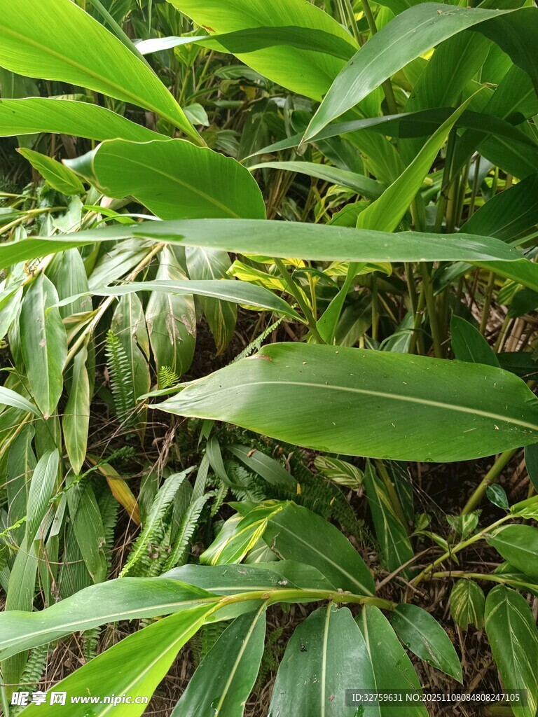 翠綠繁茂的熱帶植物葉片