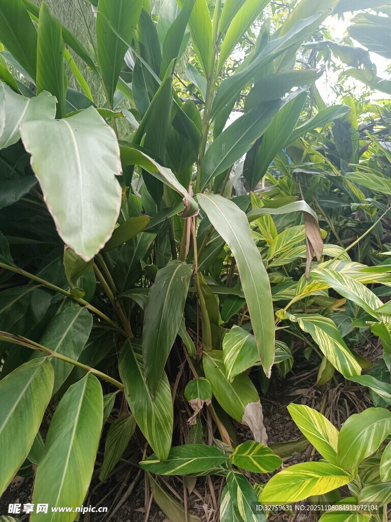 茂盛綠植展現(xiàn)自然生機(jī)