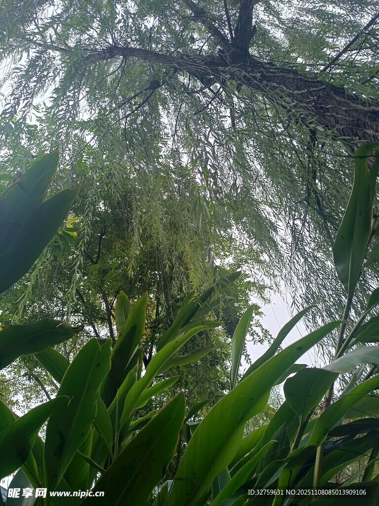 茂密叢林中的綠植景觀