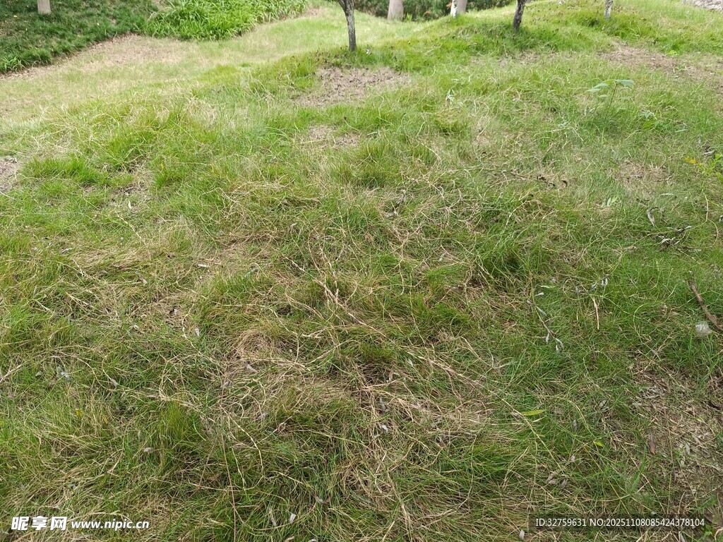 戶外翠綠草地場景