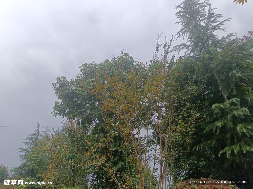 云霧中的茂密樹林