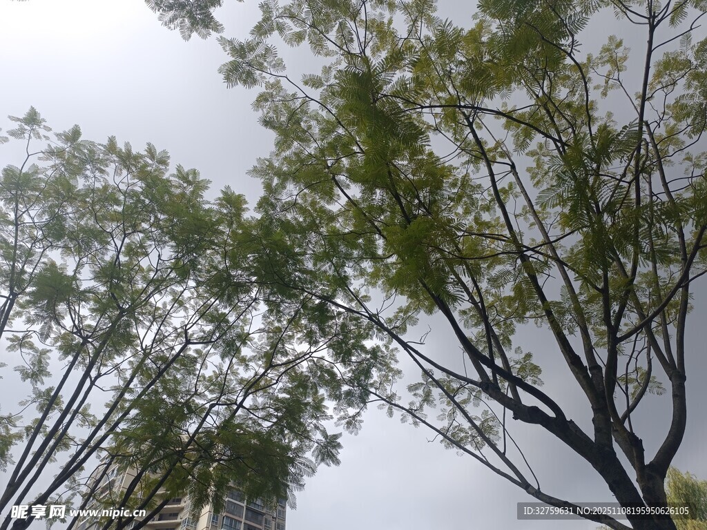 仰視視角下的繁茂樹木