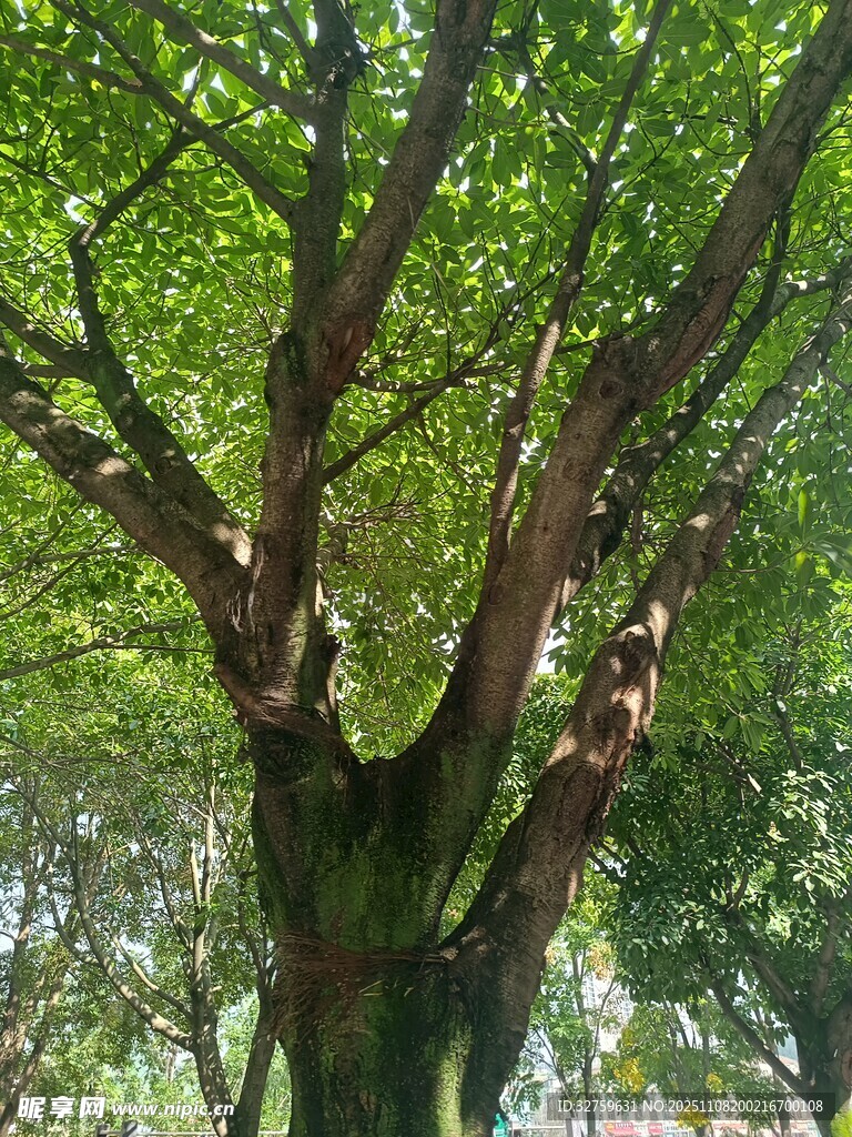 茂盛大樹展現(xiàn)勃勃生機(jī)