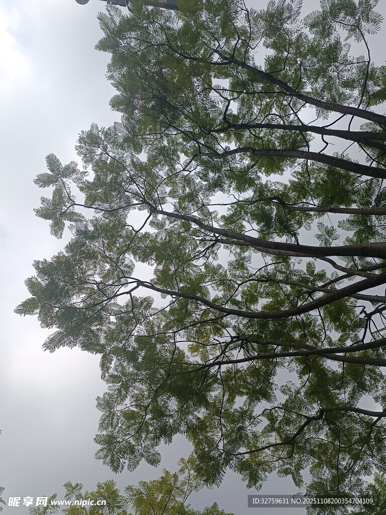 仰視繁茂樹(shù)木枝葉