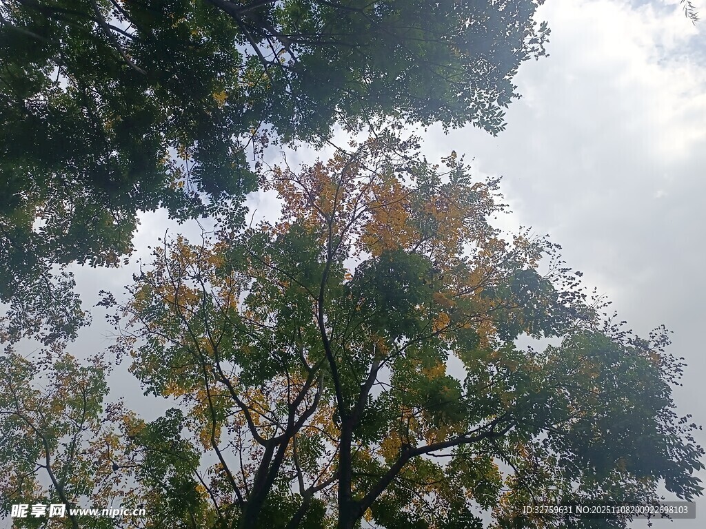 仰視多彩樹木與天空