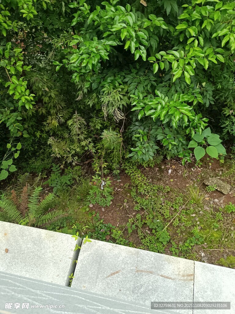 戶(hù)外綠植與石砌邊緣景象