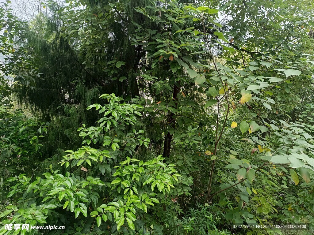 茂密叢林綠意盎然