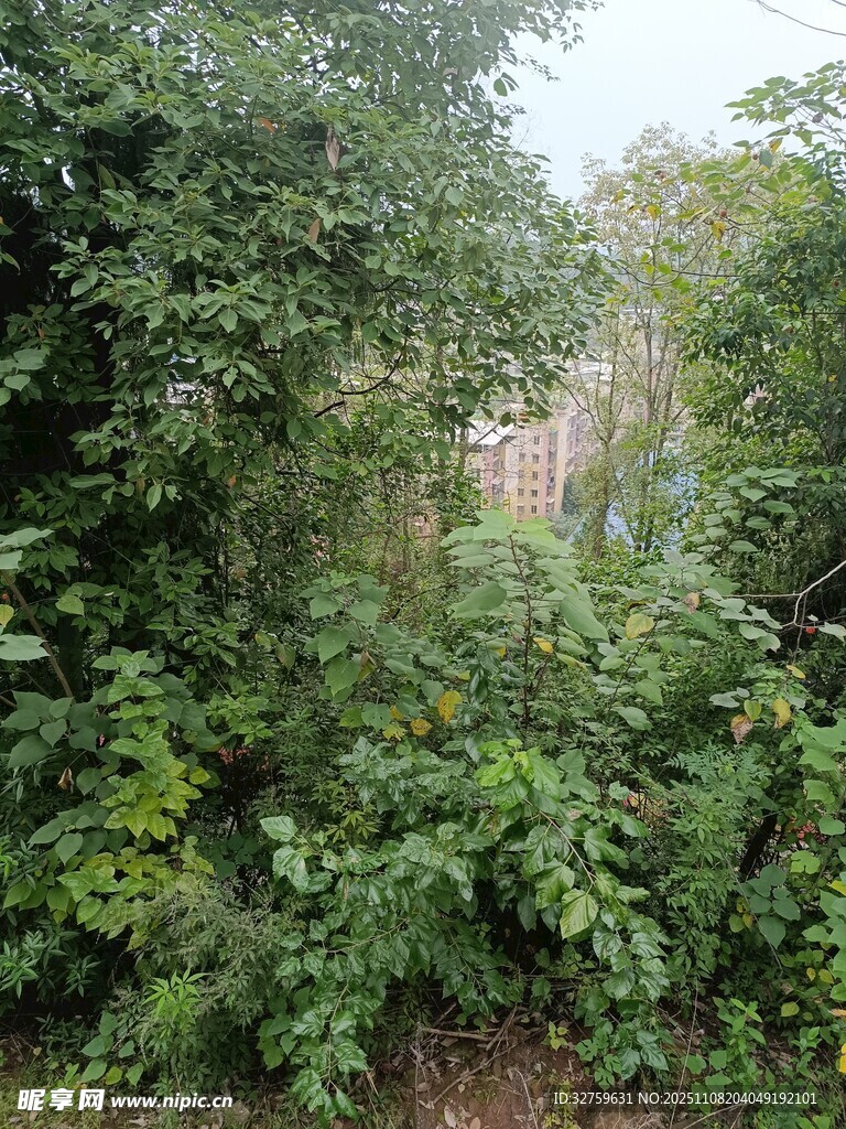 繁茂綠植林間景象