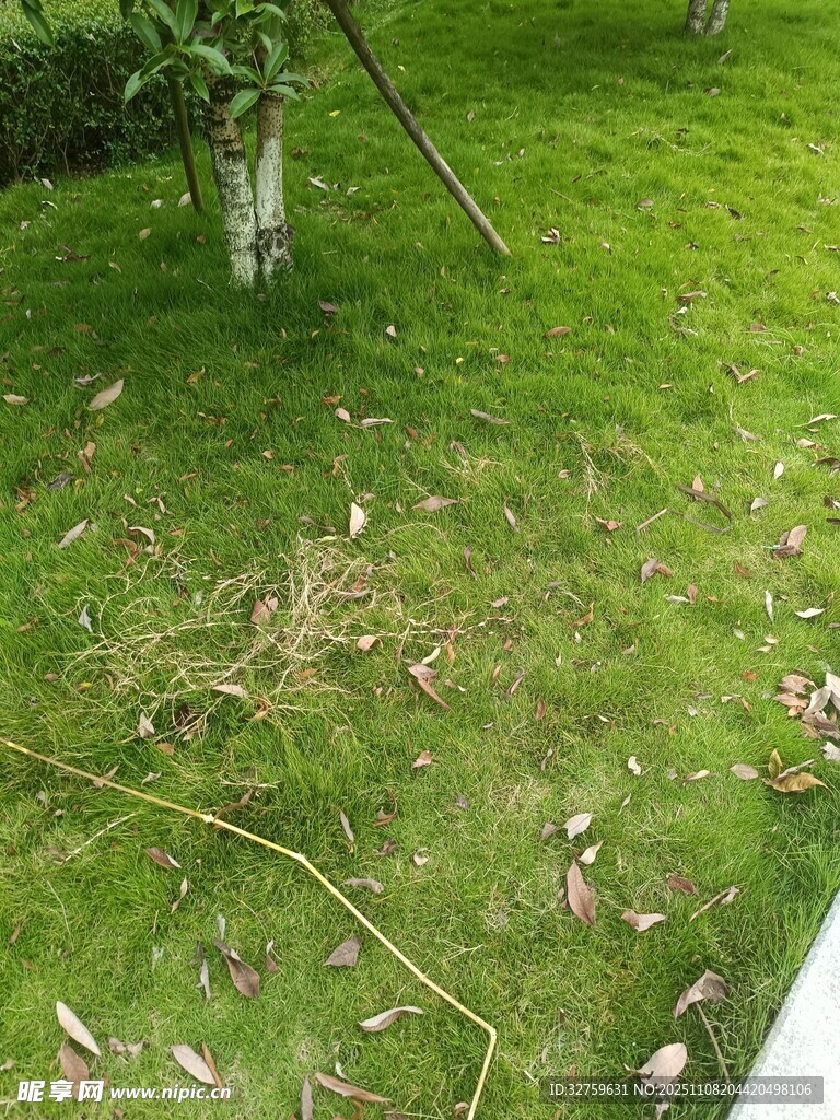 草地散落樹(shù)枝樹(shù)葉景象