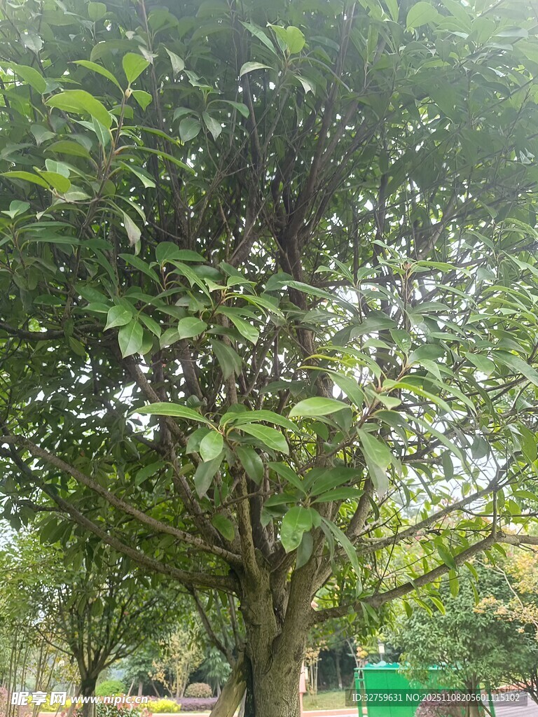 綠葉繁茂的高大樹木