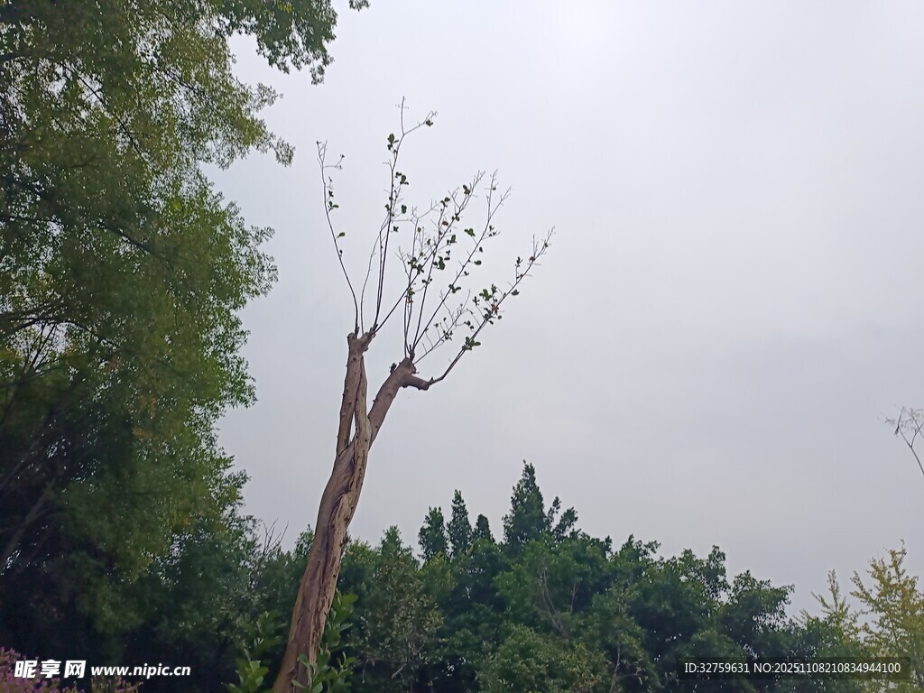 枯樹立于蔥郁樹林間