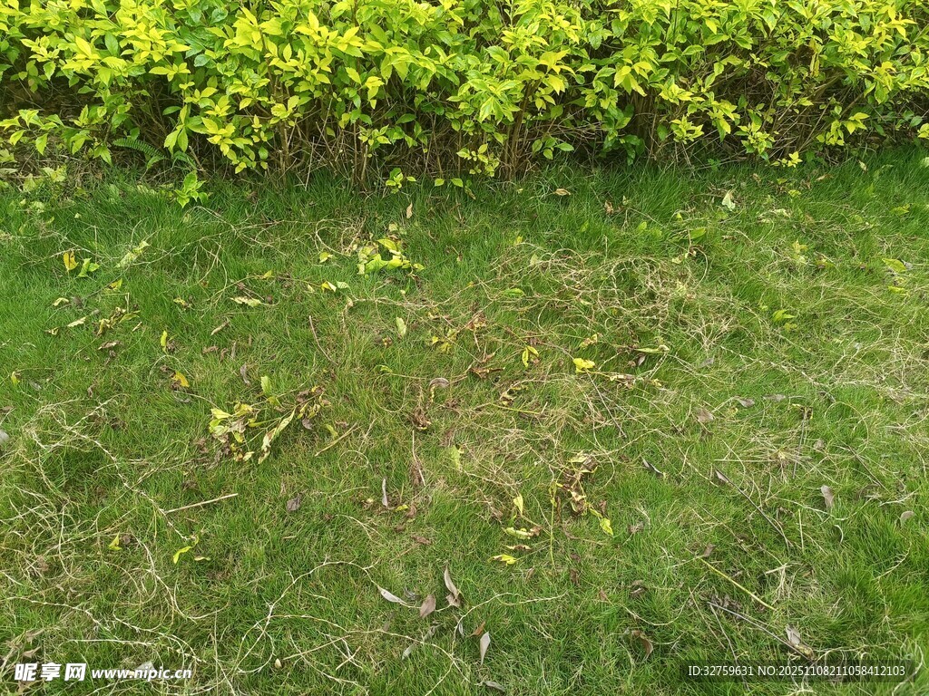 綠意盎然的草地與灌木叢