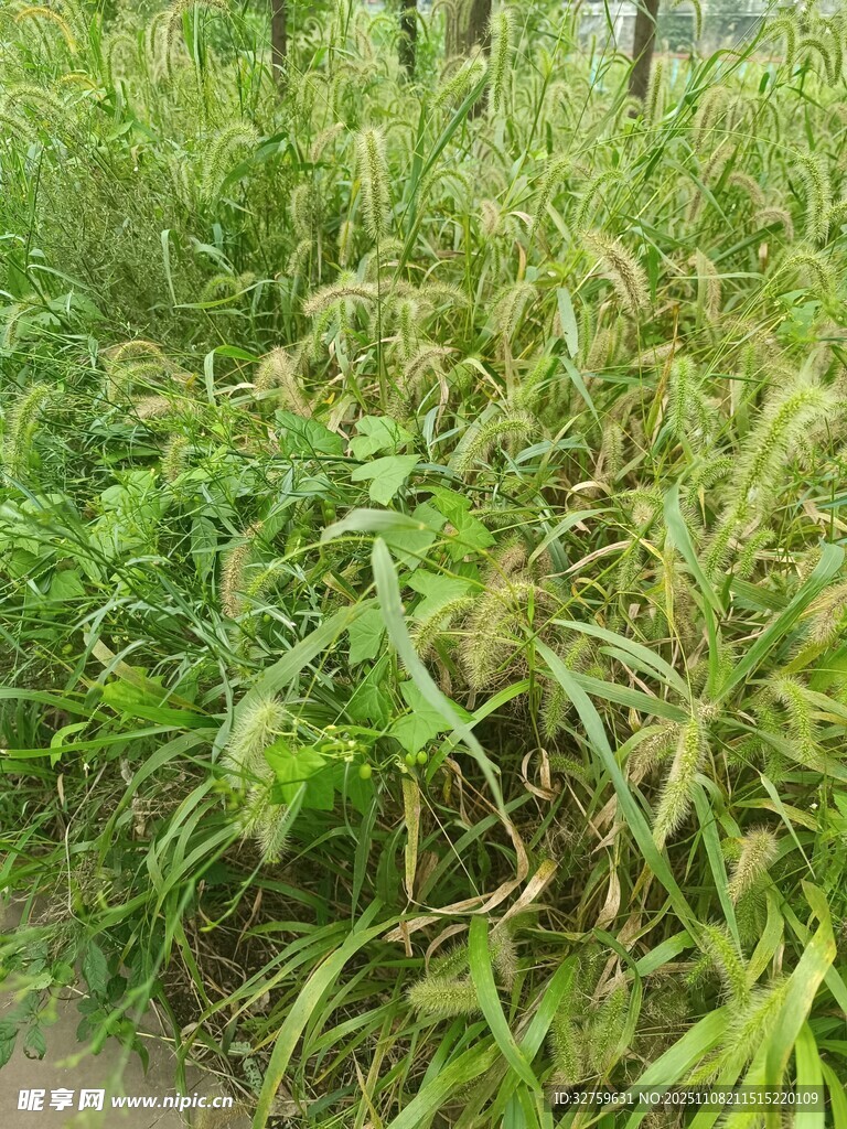 茂盛的綠色草叢