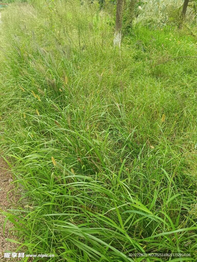 小徑旁的蔥郁綠草