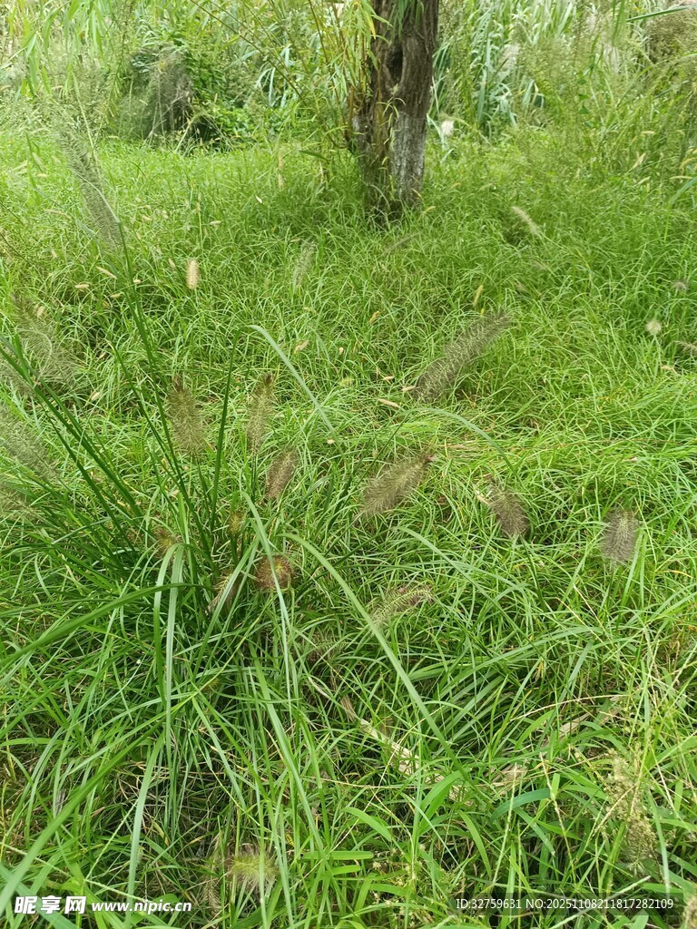 野外茂盛的綠色草地