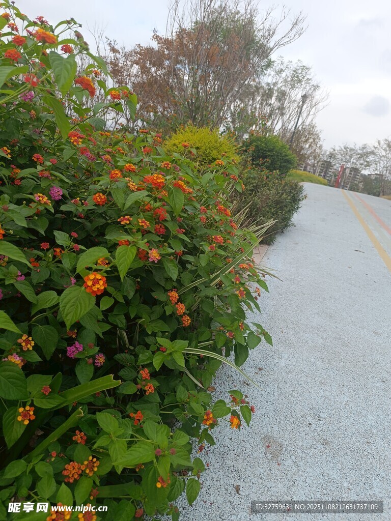 路邊多彩花卉景觀