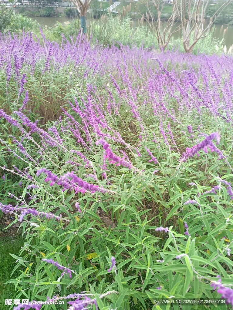 紫色花海綻放自然之美