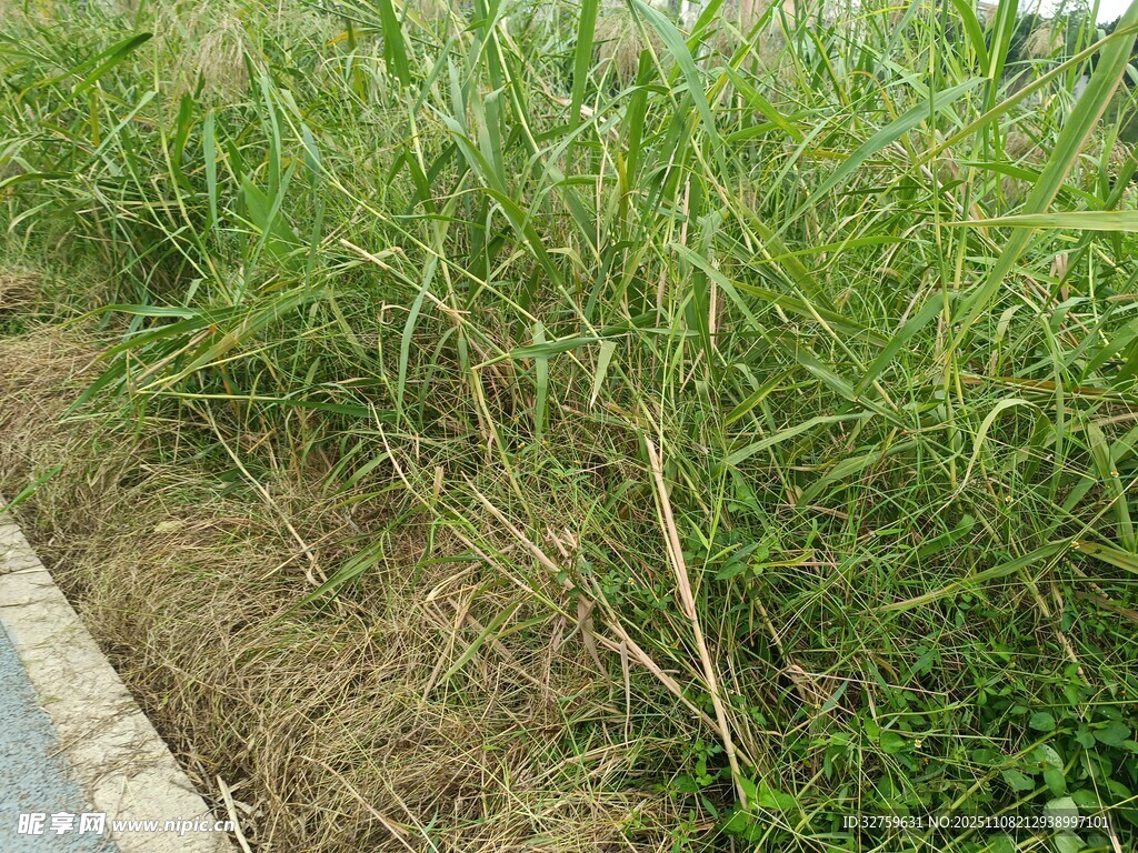 路邊茂盛的綠色草叢