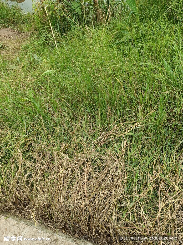 路邊茂盛與枯黃交織的野草