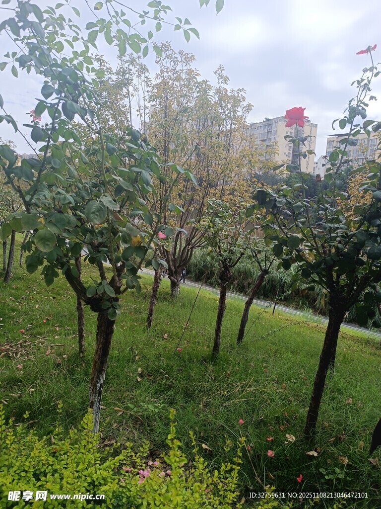 綠樹成蔭的寧靜果園