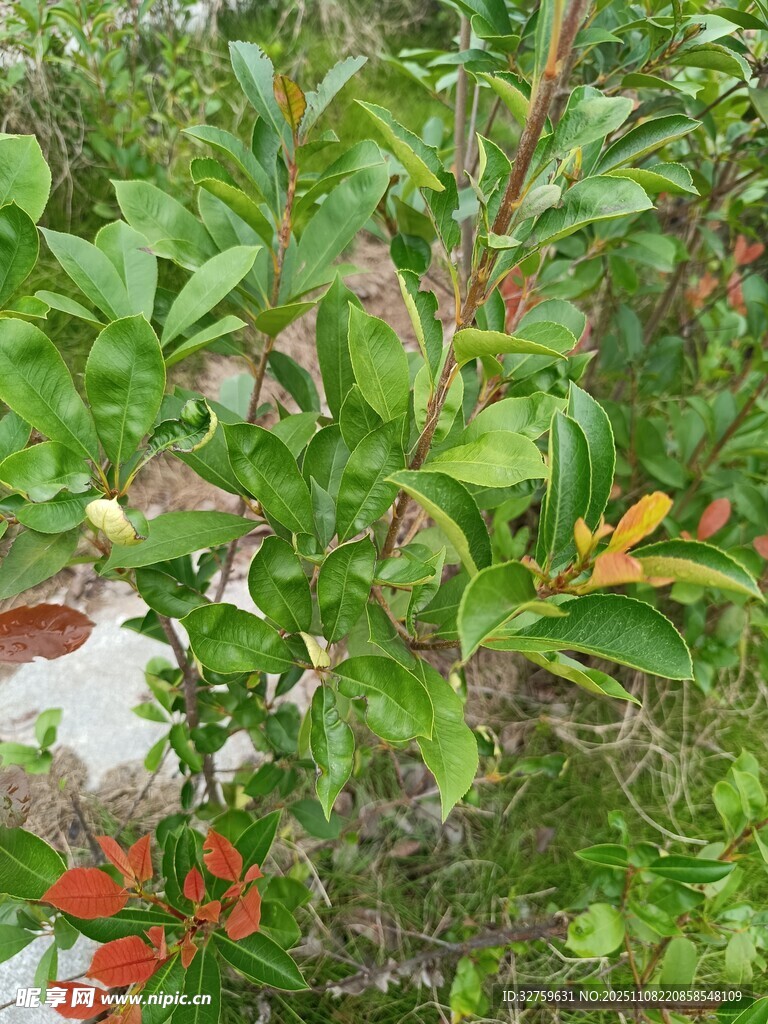 綠葉間的多彩植物景致