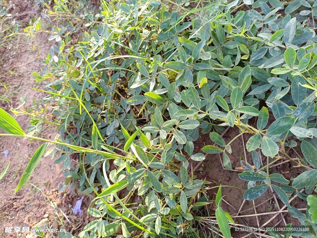 藤蔓植物生長景象