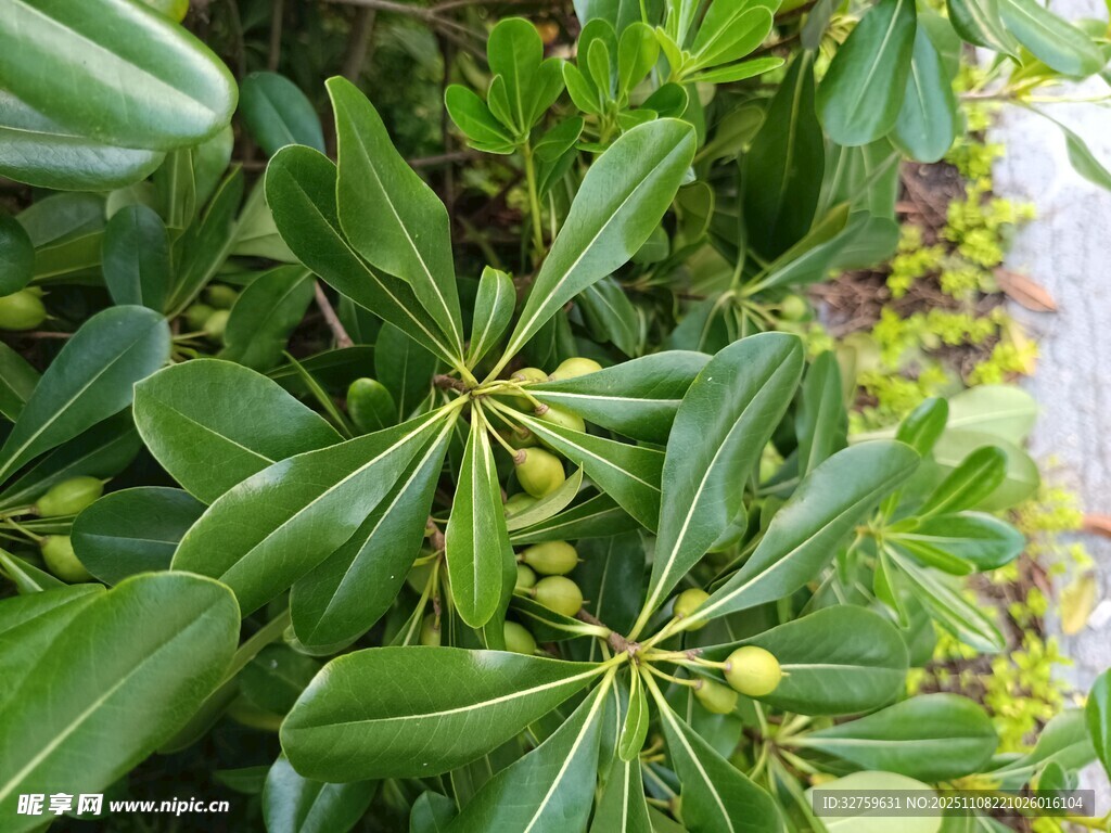 綠葉繁茂的海桐植物