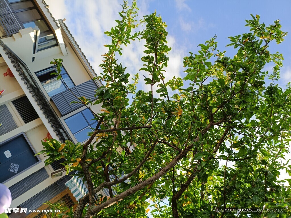 窗外綠樹與樓宇景致