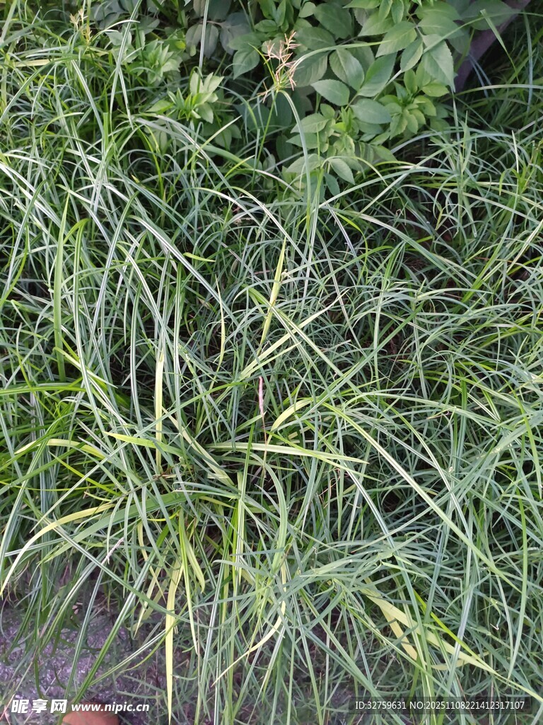 翠綠蔥郁的草本植物