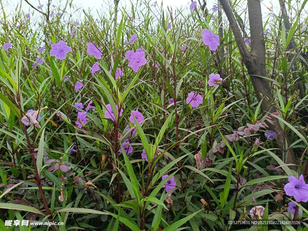 野地中的紫色小花綻放