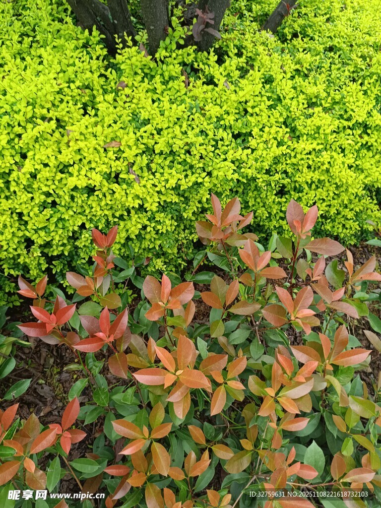 多彩灌木植物景觀
