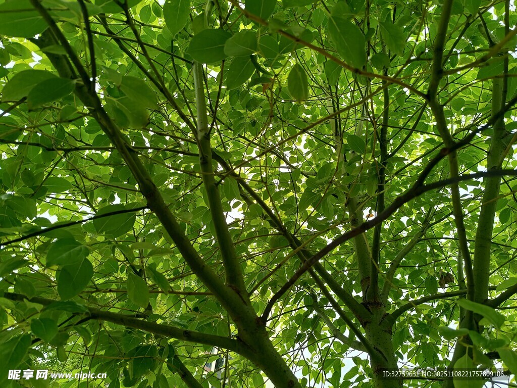 繁茂綠葉間的樹枝