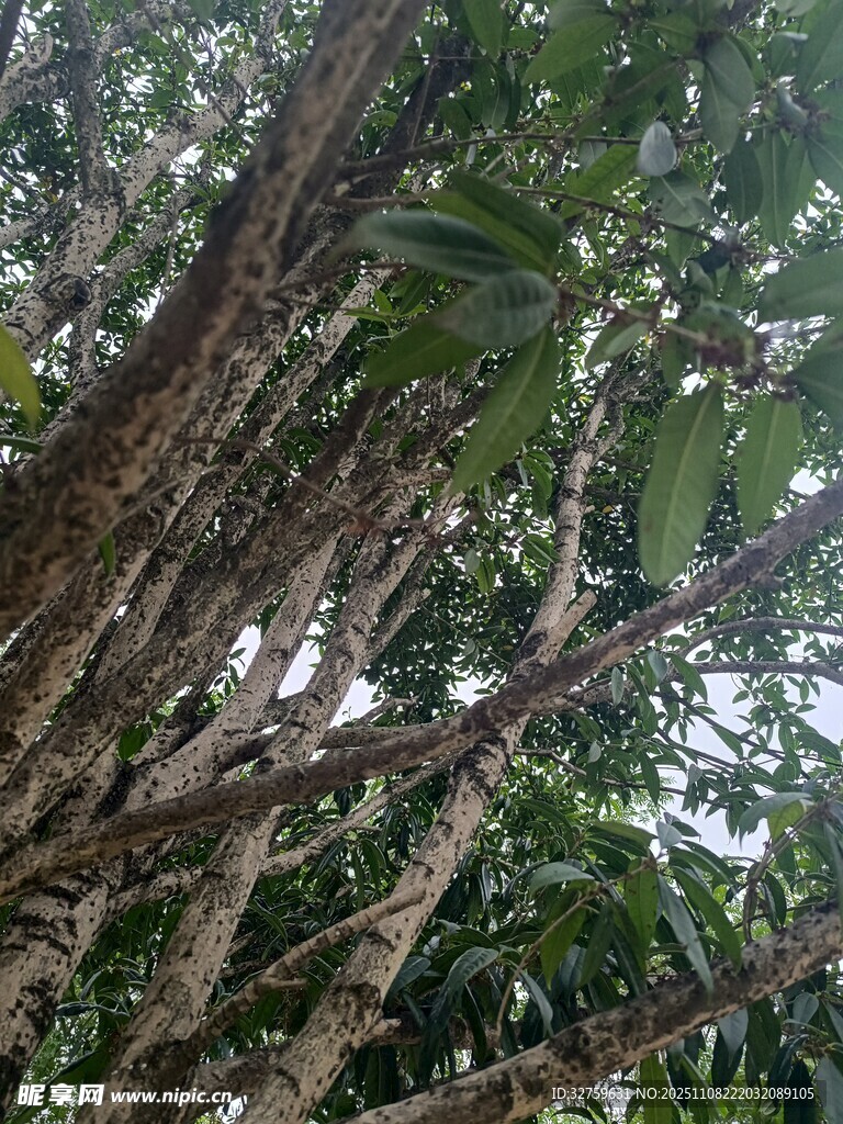 茂密樹林中的樹干枝葉