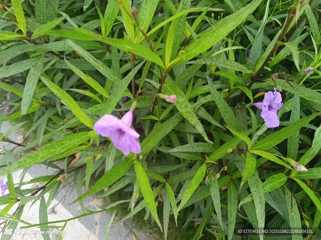 綠葉叢中的兩朵紫色小花