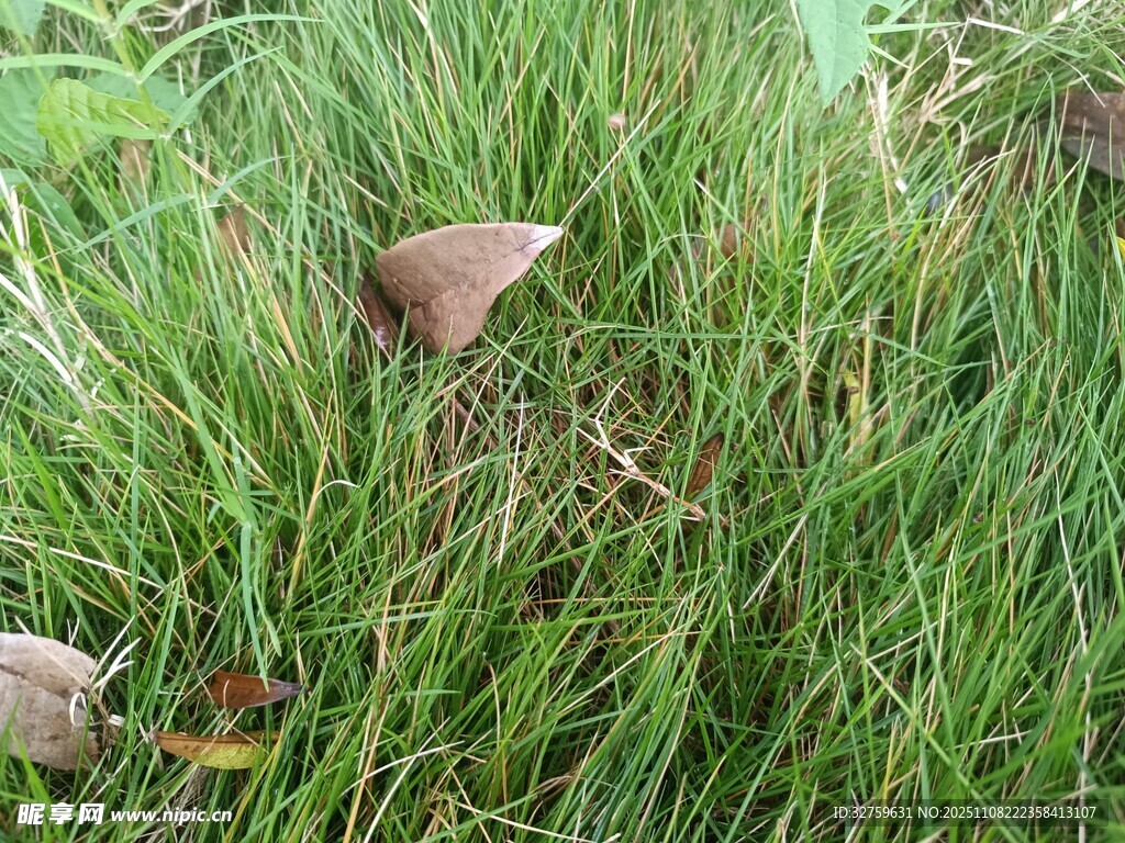草叢中的棕色蘑菇