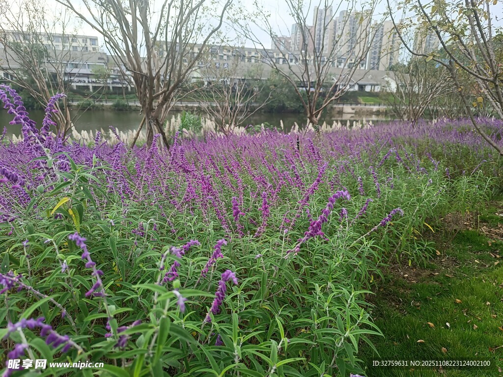 紫色花田綻放春日美景