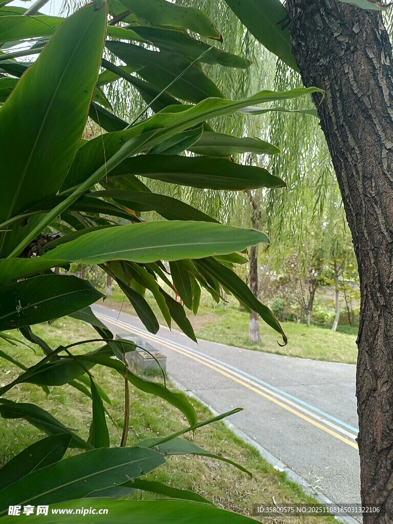 林間小道旁的翠綠植物