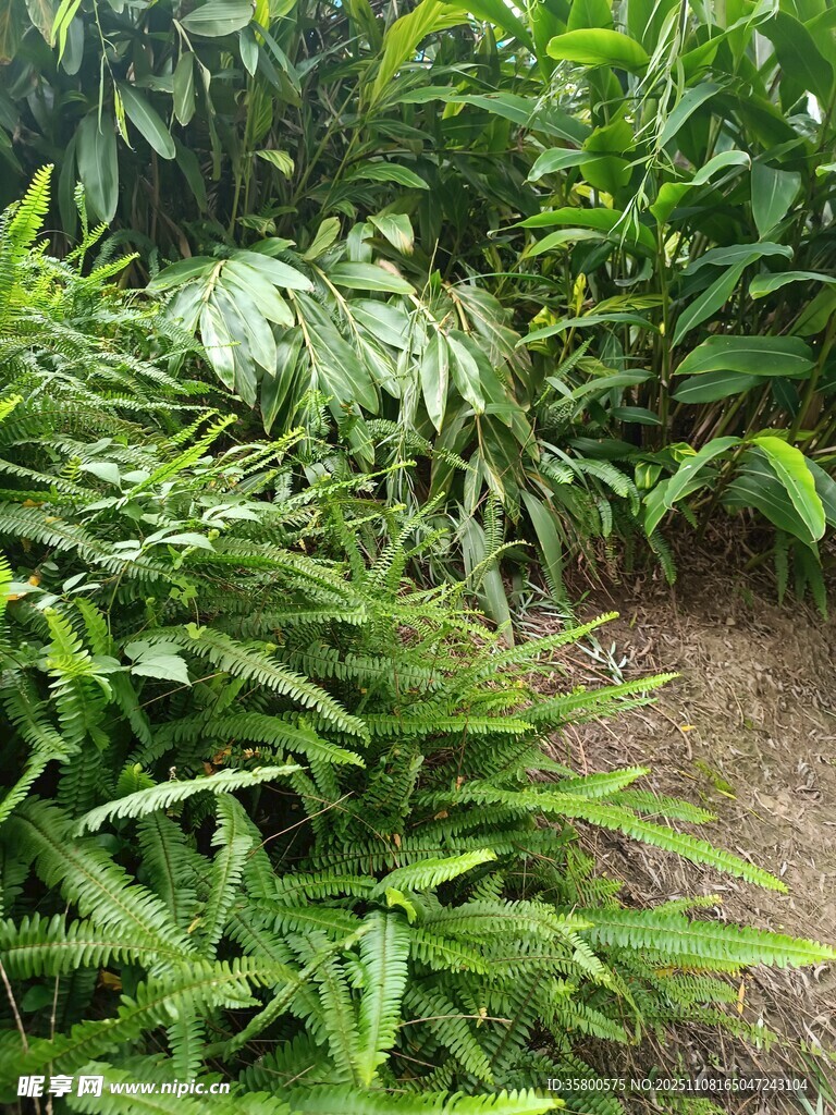 繁茂的綠色蕨類植物景觀
