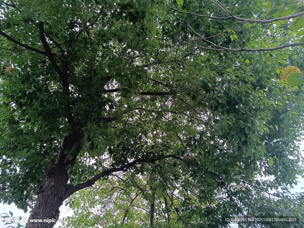 仰視繁茂綠樹