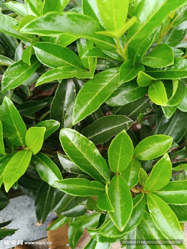 翠綠茂盛的綠植葉片