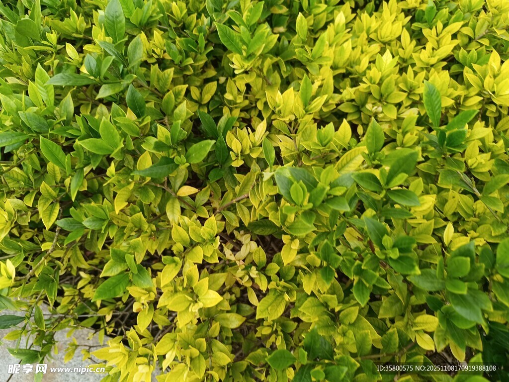 黃綠相間的茂密植物