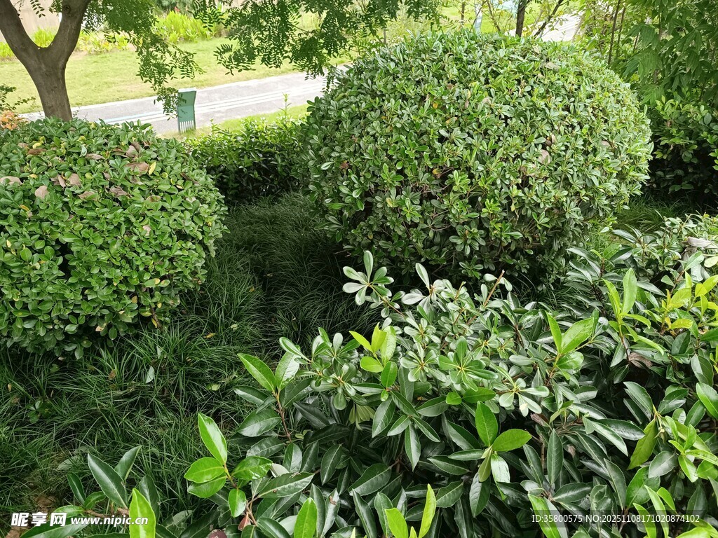 綠意盎然的園林植物景觀