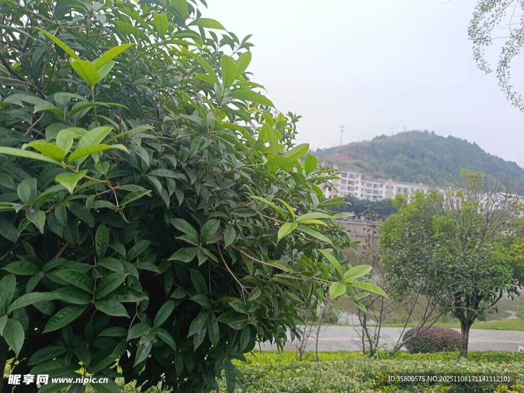 綠意盎然的戶外風(fēng)景