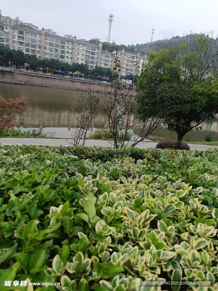 城市河畔綠植景觀