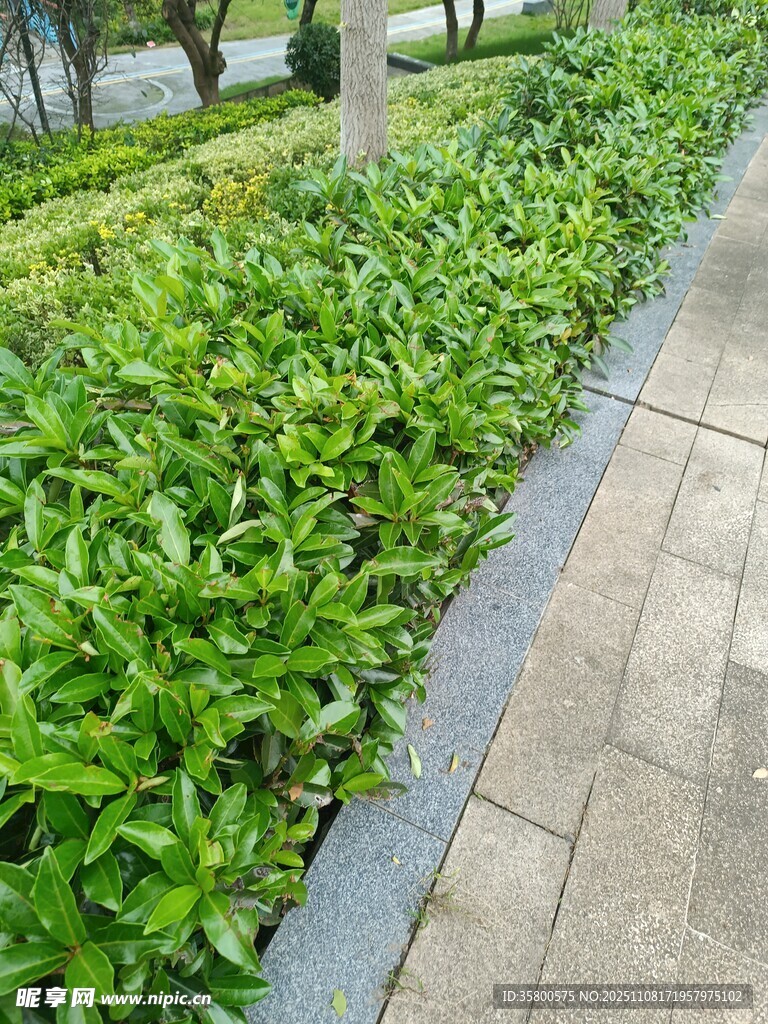 路邊翠綠繁茂的植物景觀